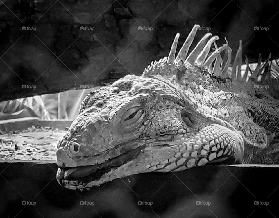 One Too Many Bong Hits