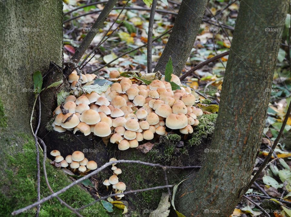 Group of mushrooms