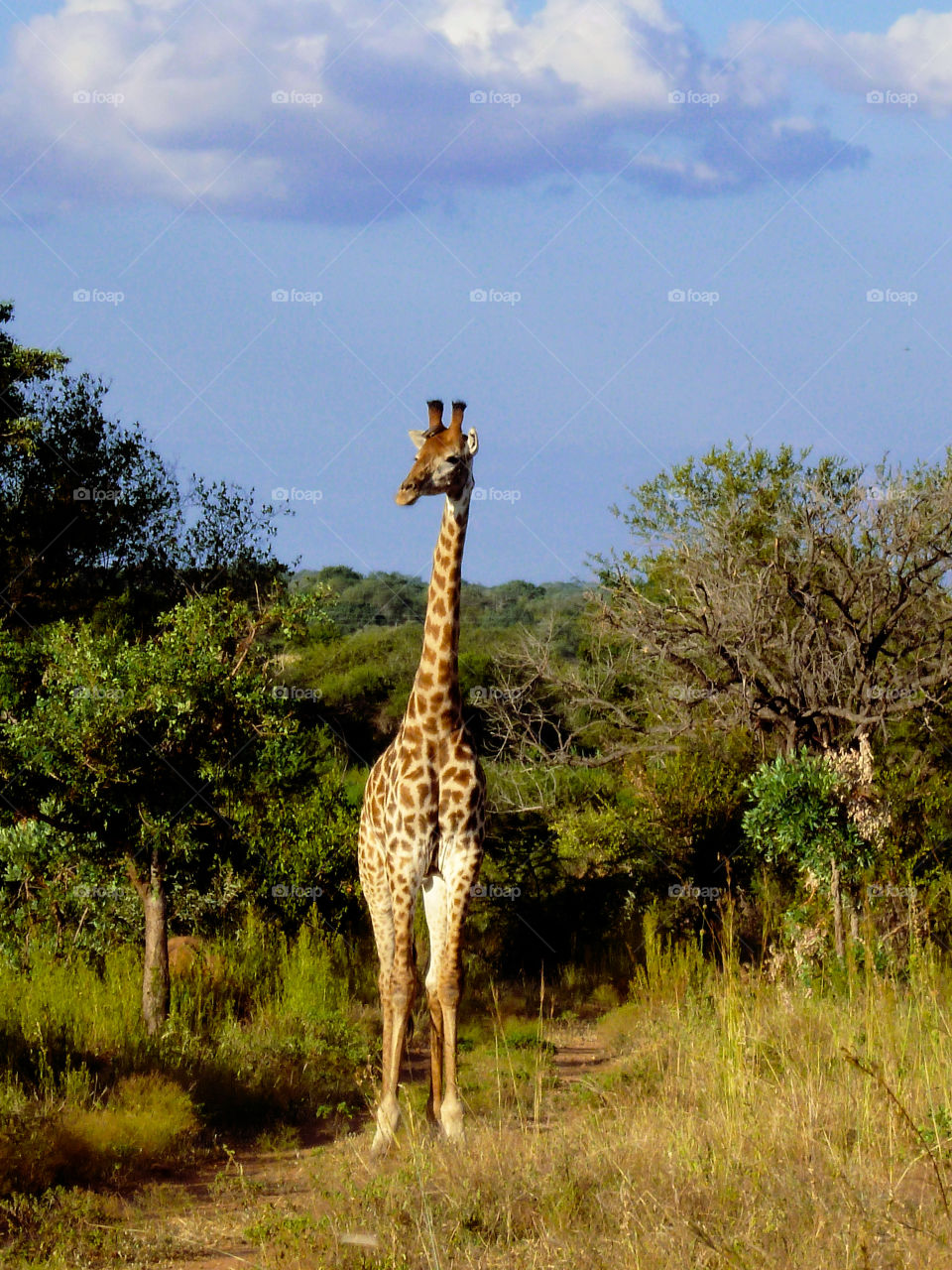 Giraffe standing in grass