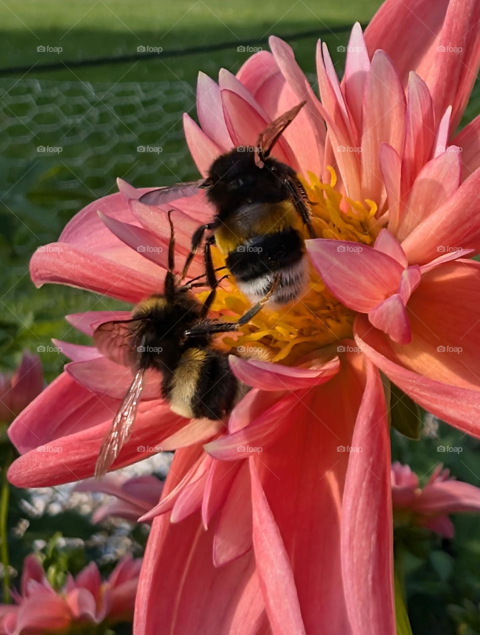 Dahlia with visitors