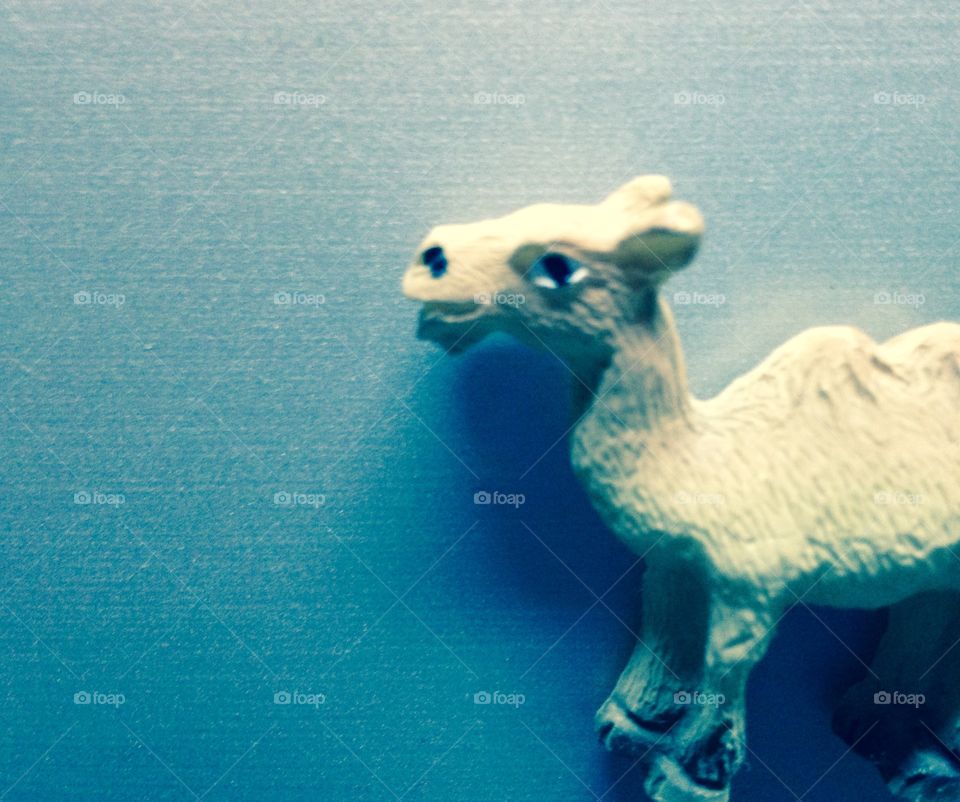 Toy camel