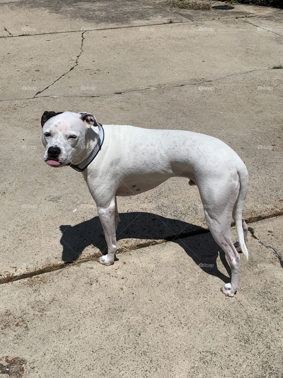 Pit bull sticking out his tongue 