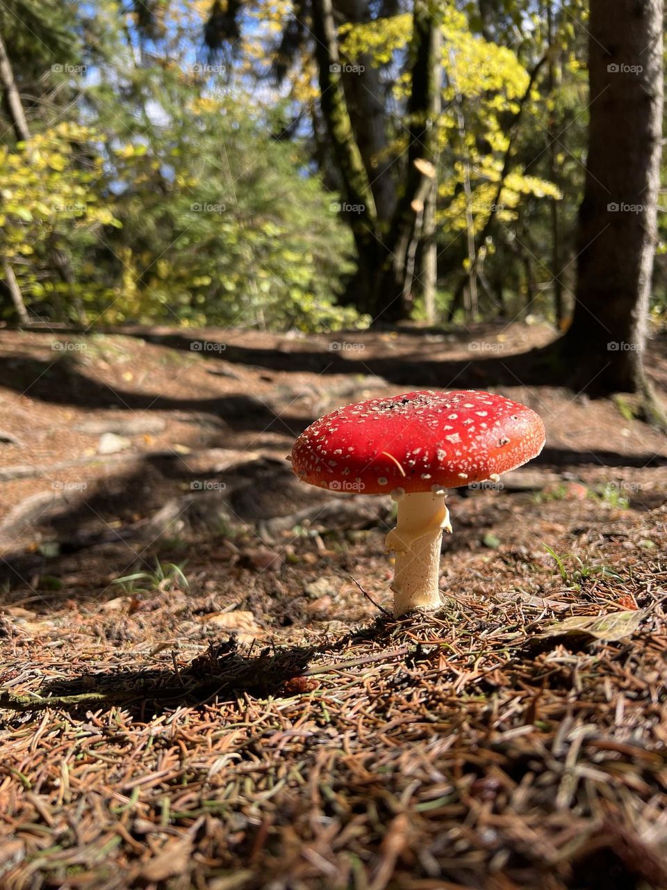 Mushroom in the woods