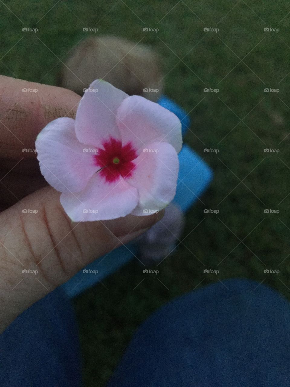 1” like pink flower with dark pink in the middle.