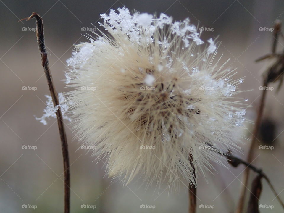 Flower being covered in ice crystals