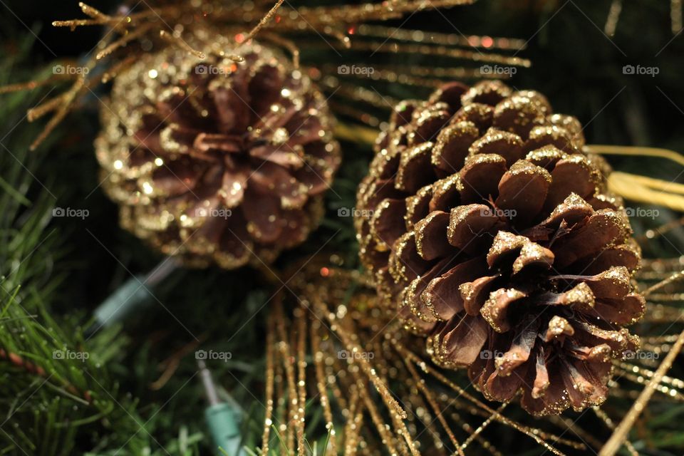 Pine cones 