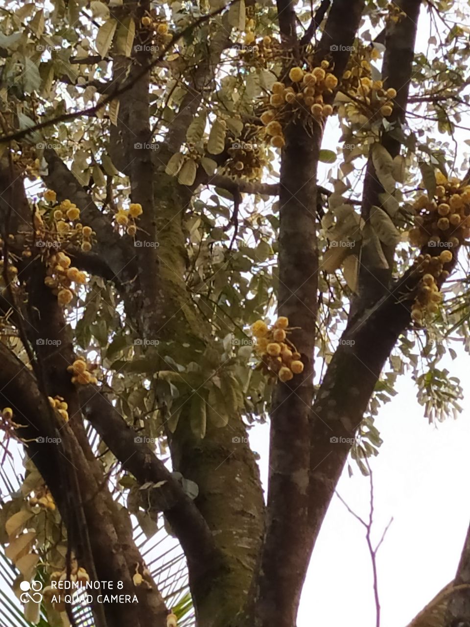 Duriyan tree and flowers