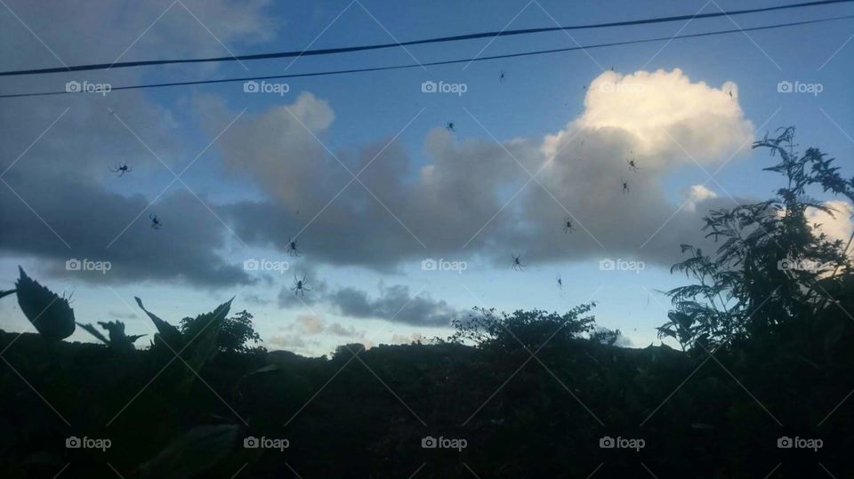 Nature, spider,no person, outdor, sky