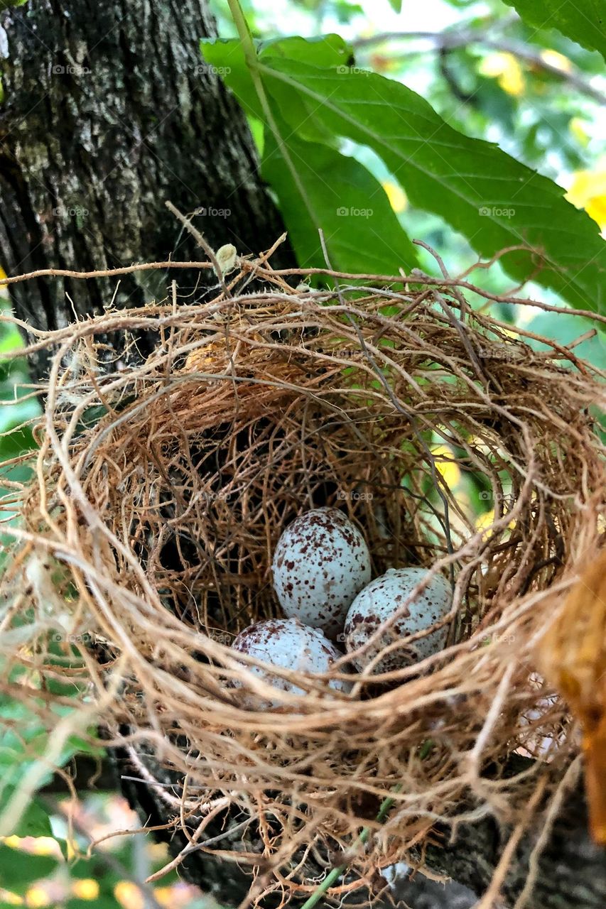 A nest with three tiny hummingbirds’ eggs sits on a tree protected by the limbs and leaves. 