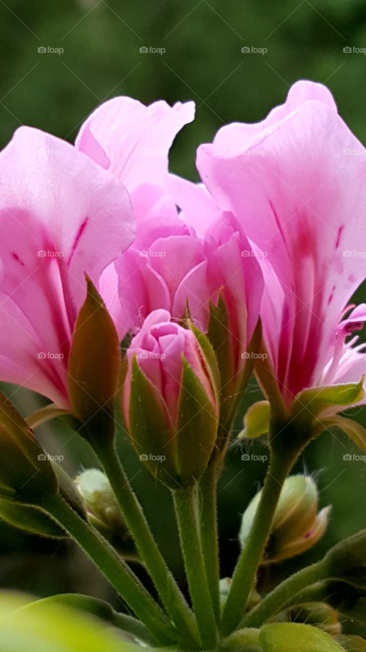 Rosa Blumen