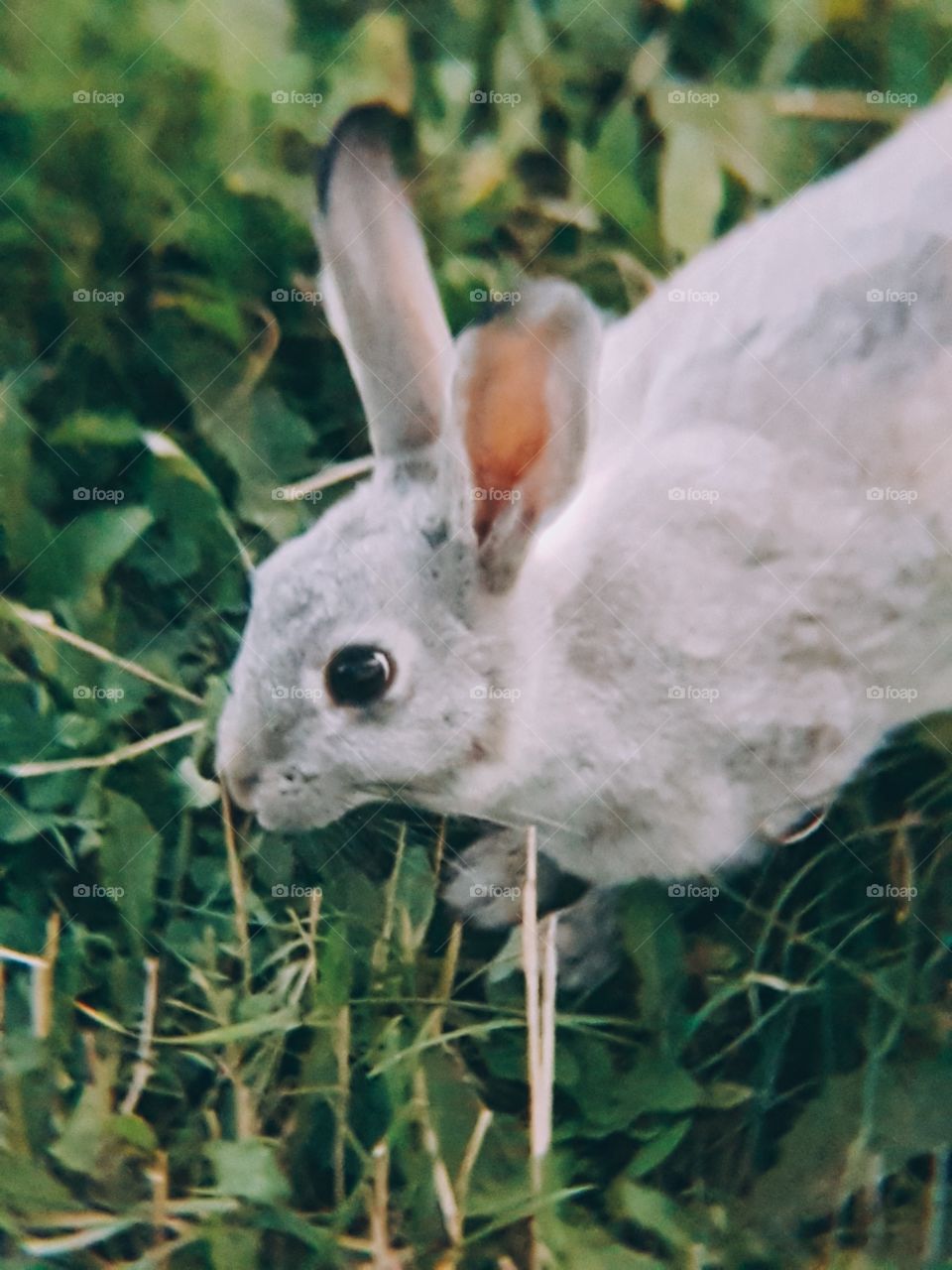 Bunny close up