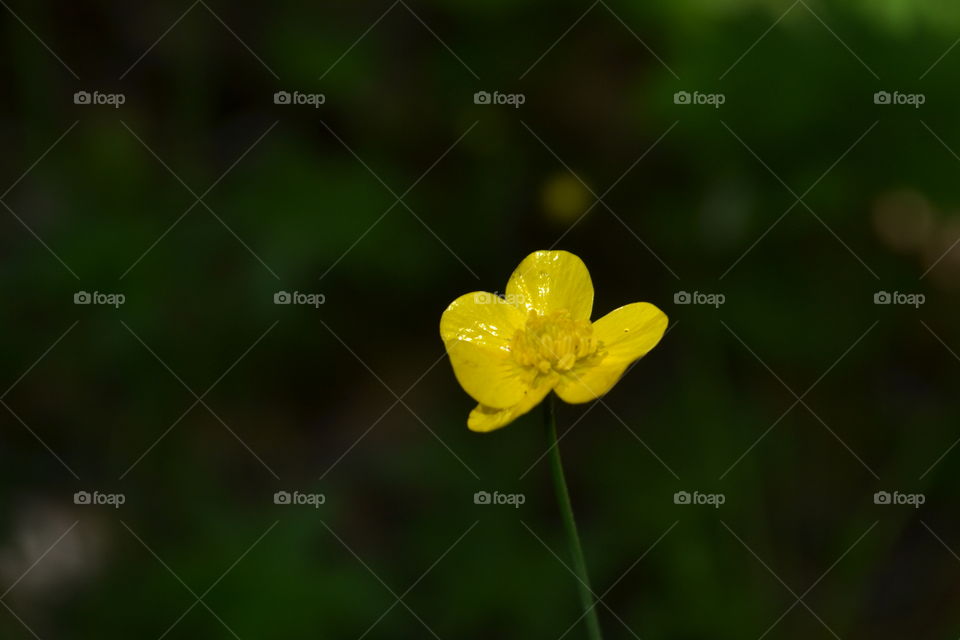 Single yellow buttercup macro closeup with blurred background