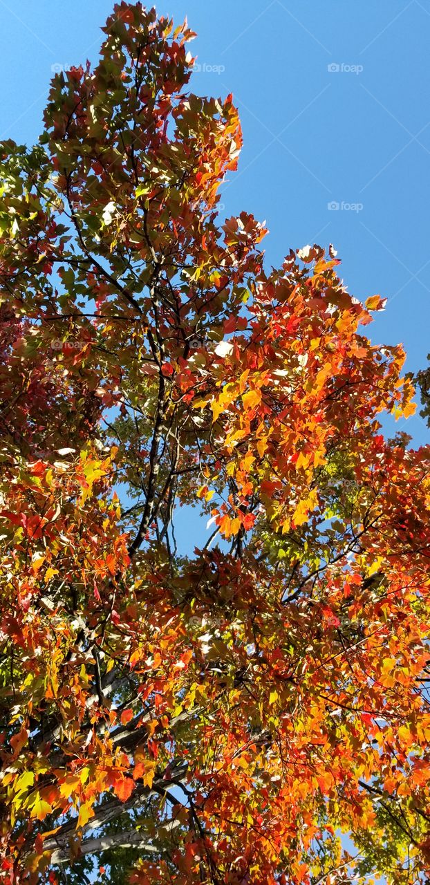 fall tree color