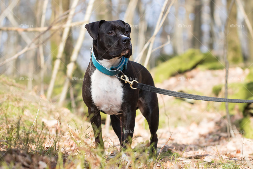 Walking the dog in the woods makes me very happy 