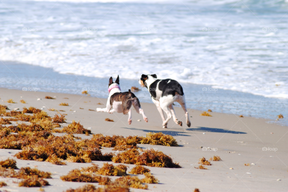 beach dogs pets seaweed by sher4492000