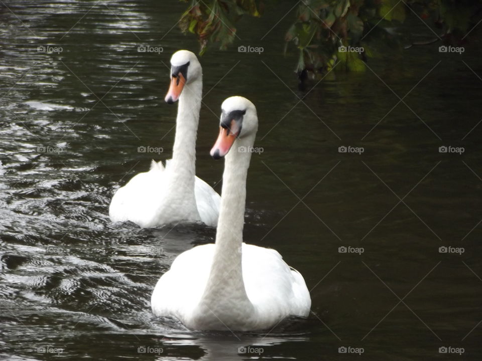 Two Beautiful Swans