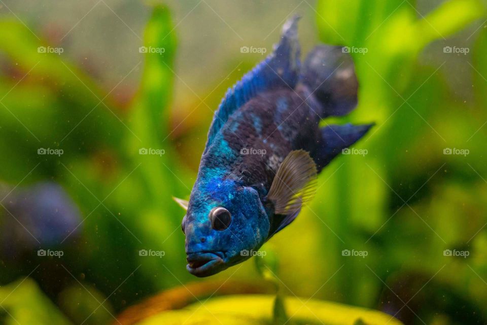 blue fish 🐟