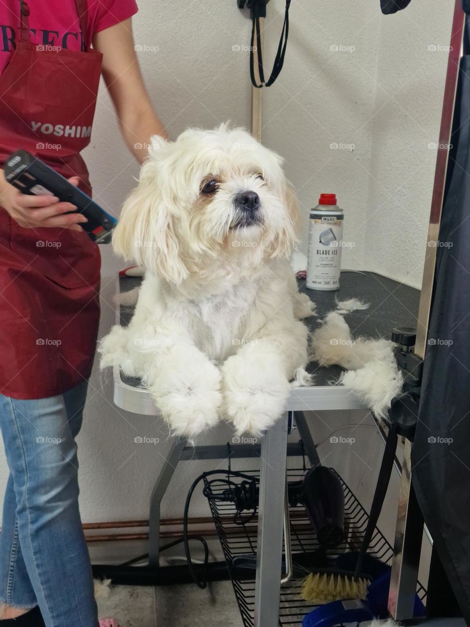 dog salon