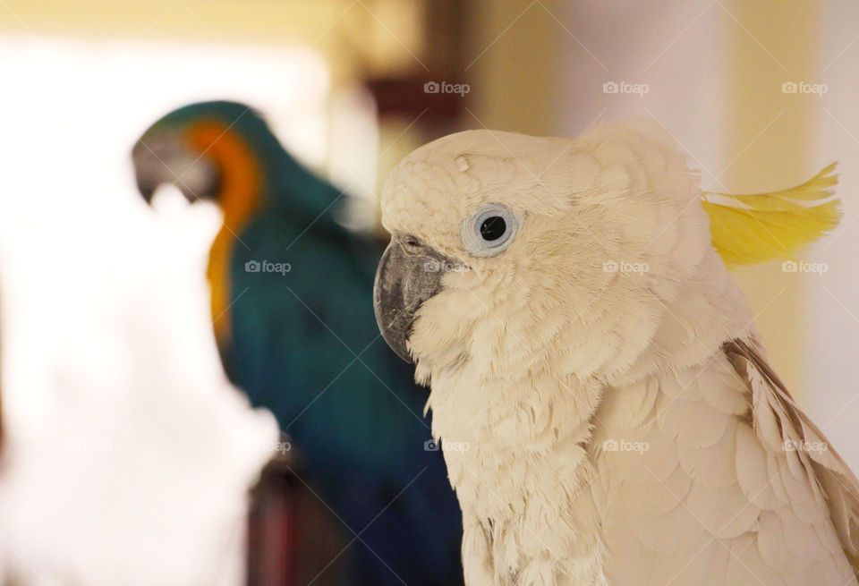 White Parrot