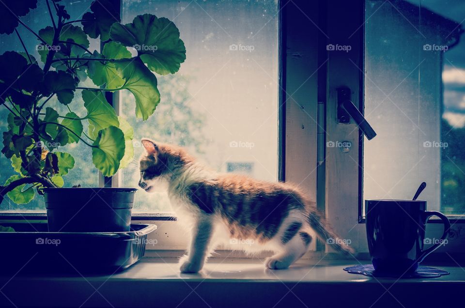 Kitten by a potted flower and coffee cup against the window 