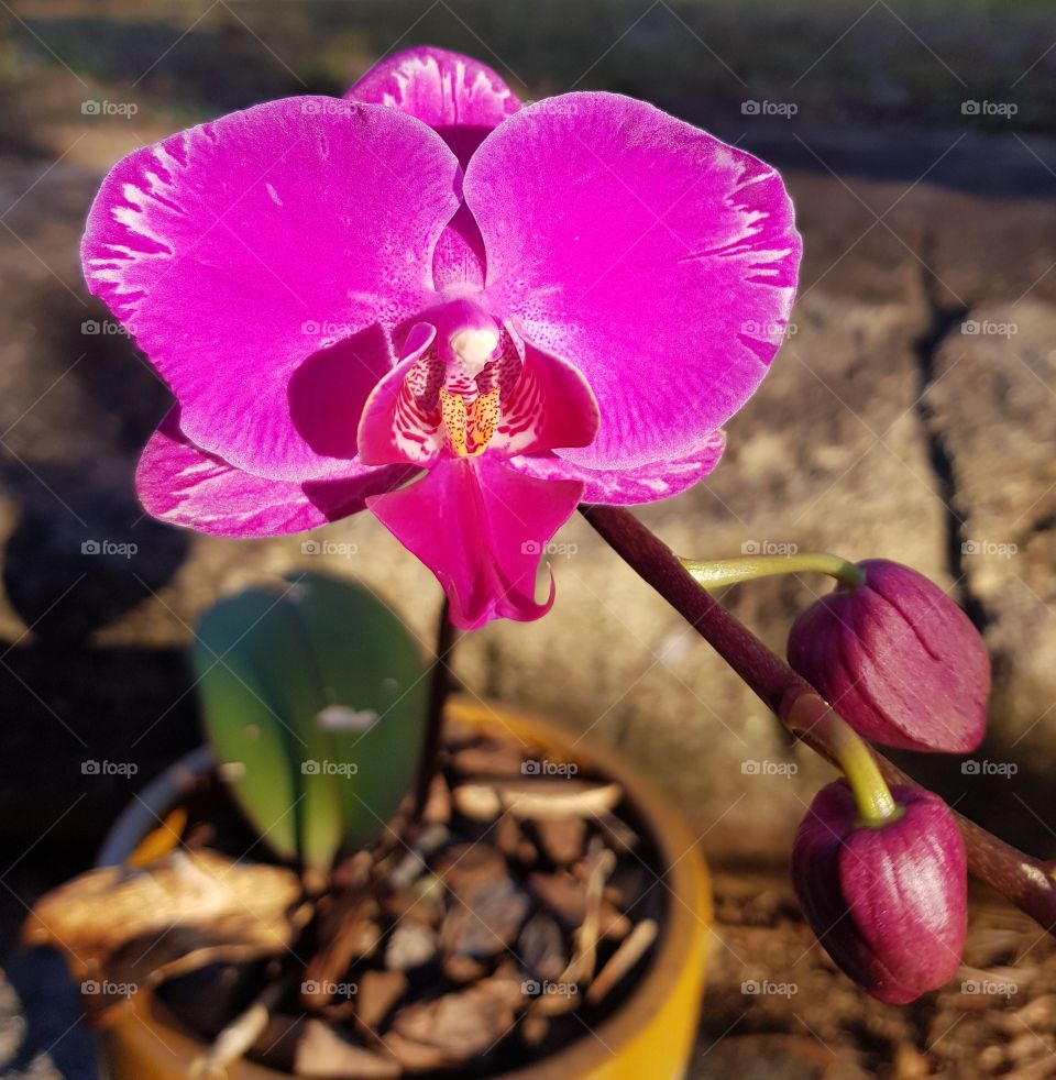 ted's orchid 2