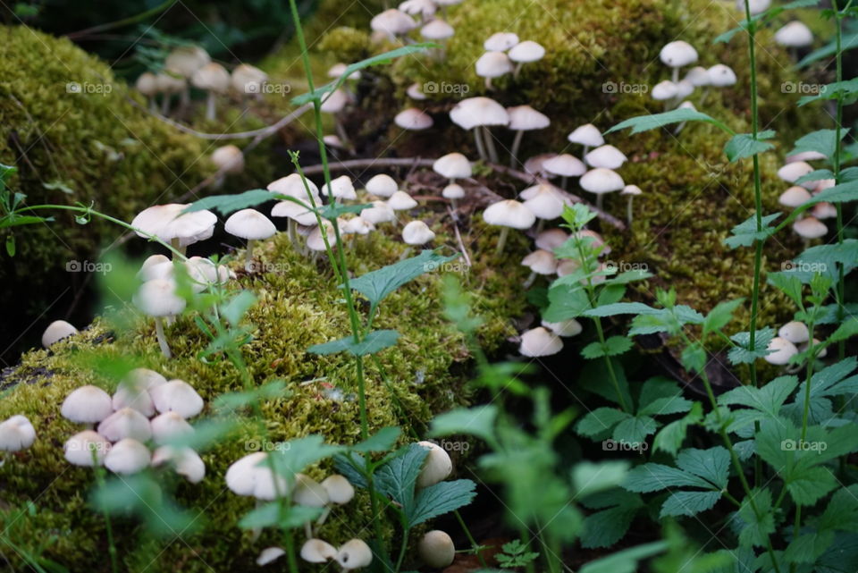 Wild mushrooms on a mossy log