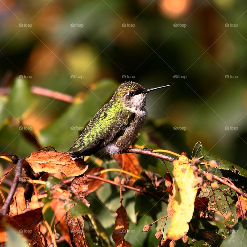 hummingbird in fall