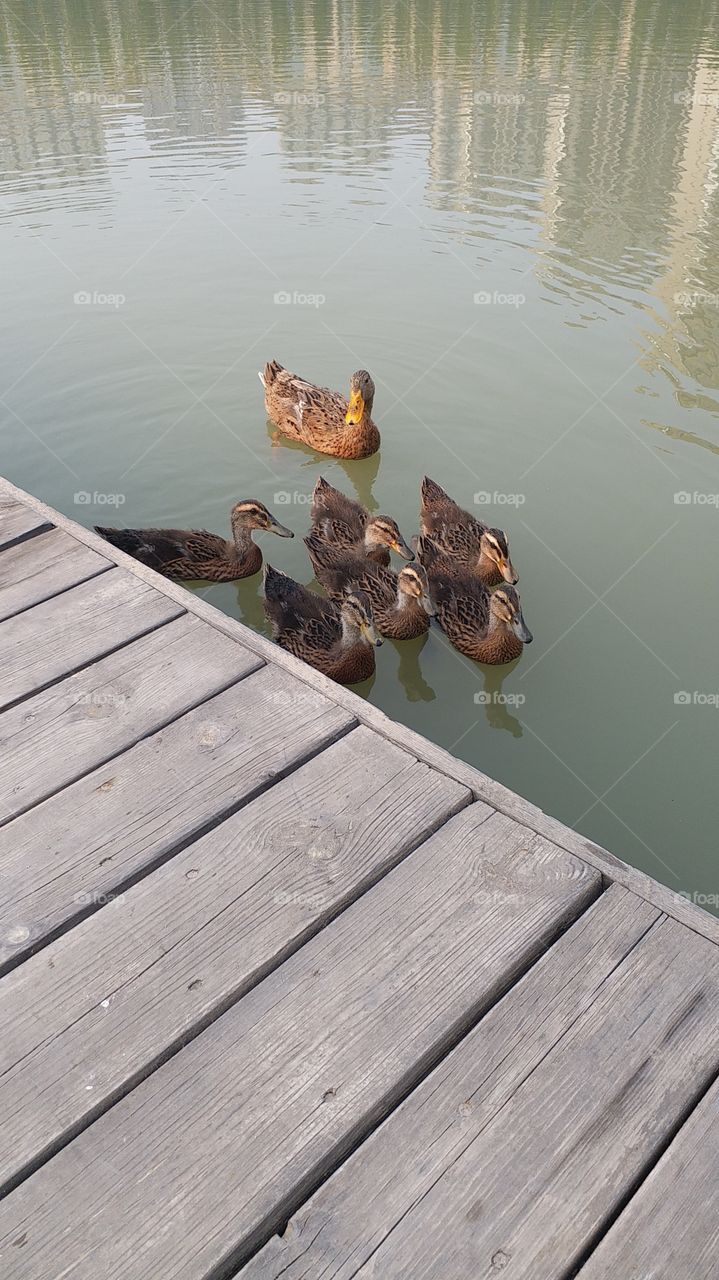 Leisure duck family
