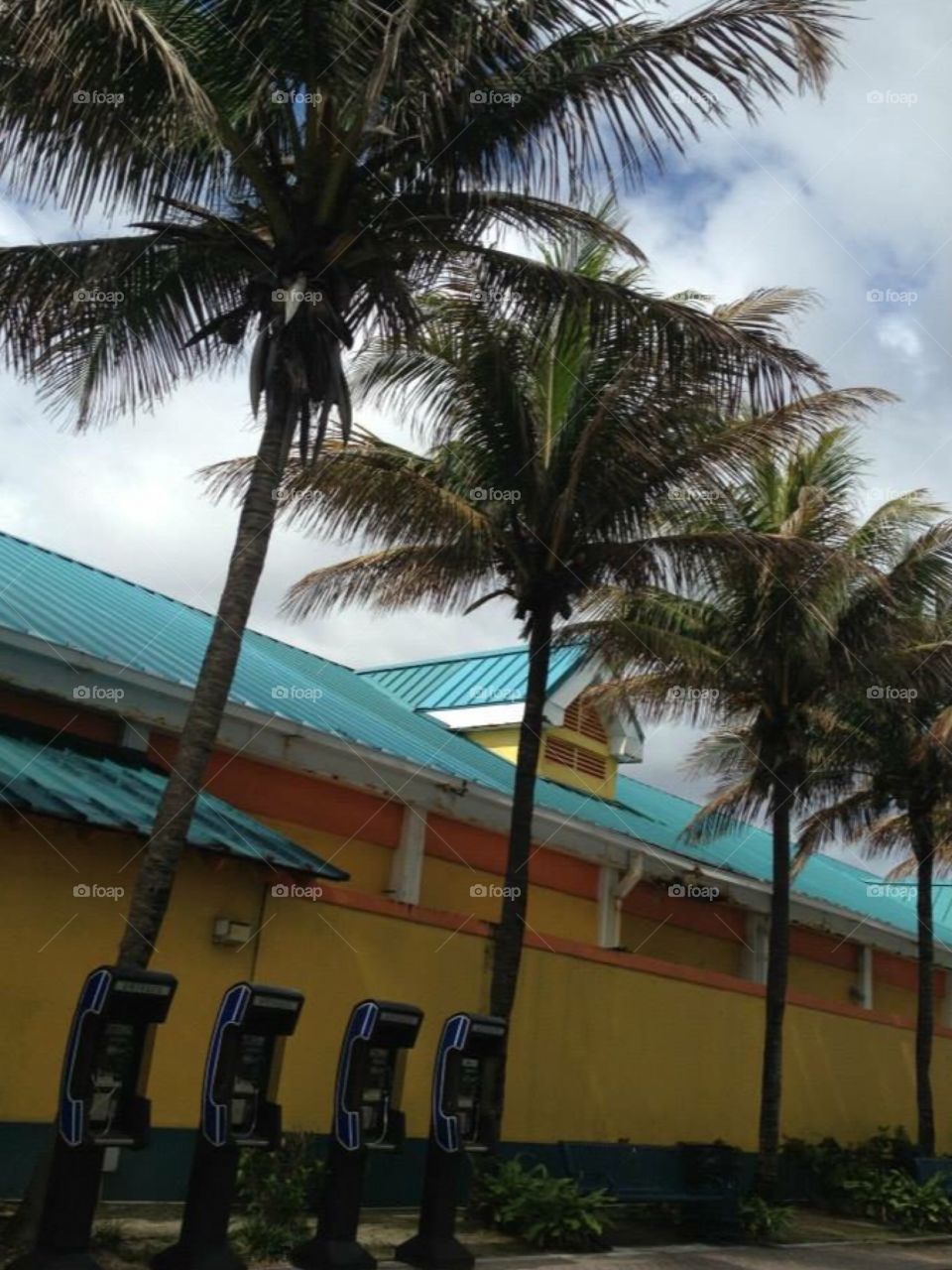 Bahamas palm trees 