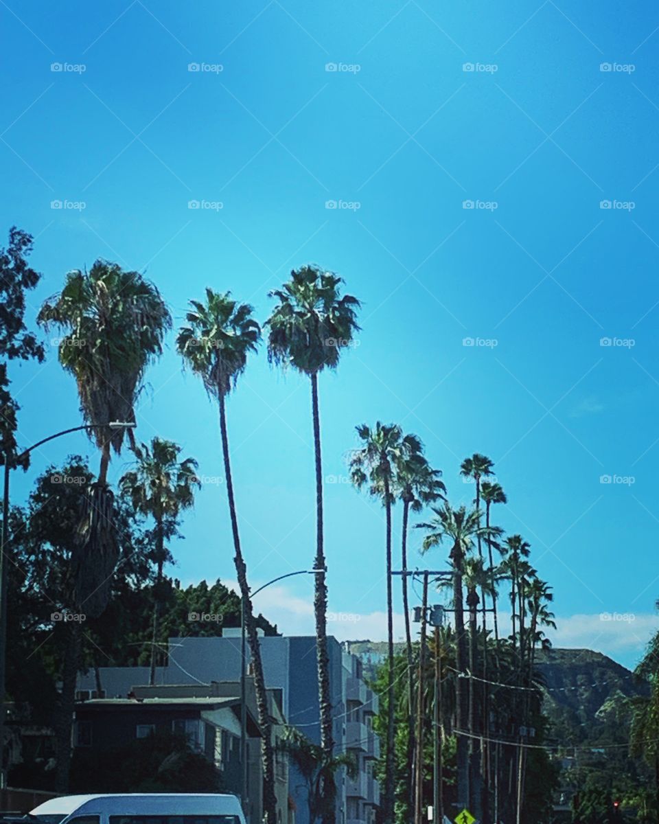 Palmtrees