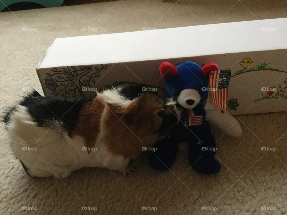 Cat, Mammal, Dog, Room, Furniture