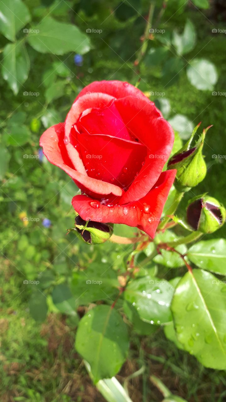 rose after rain