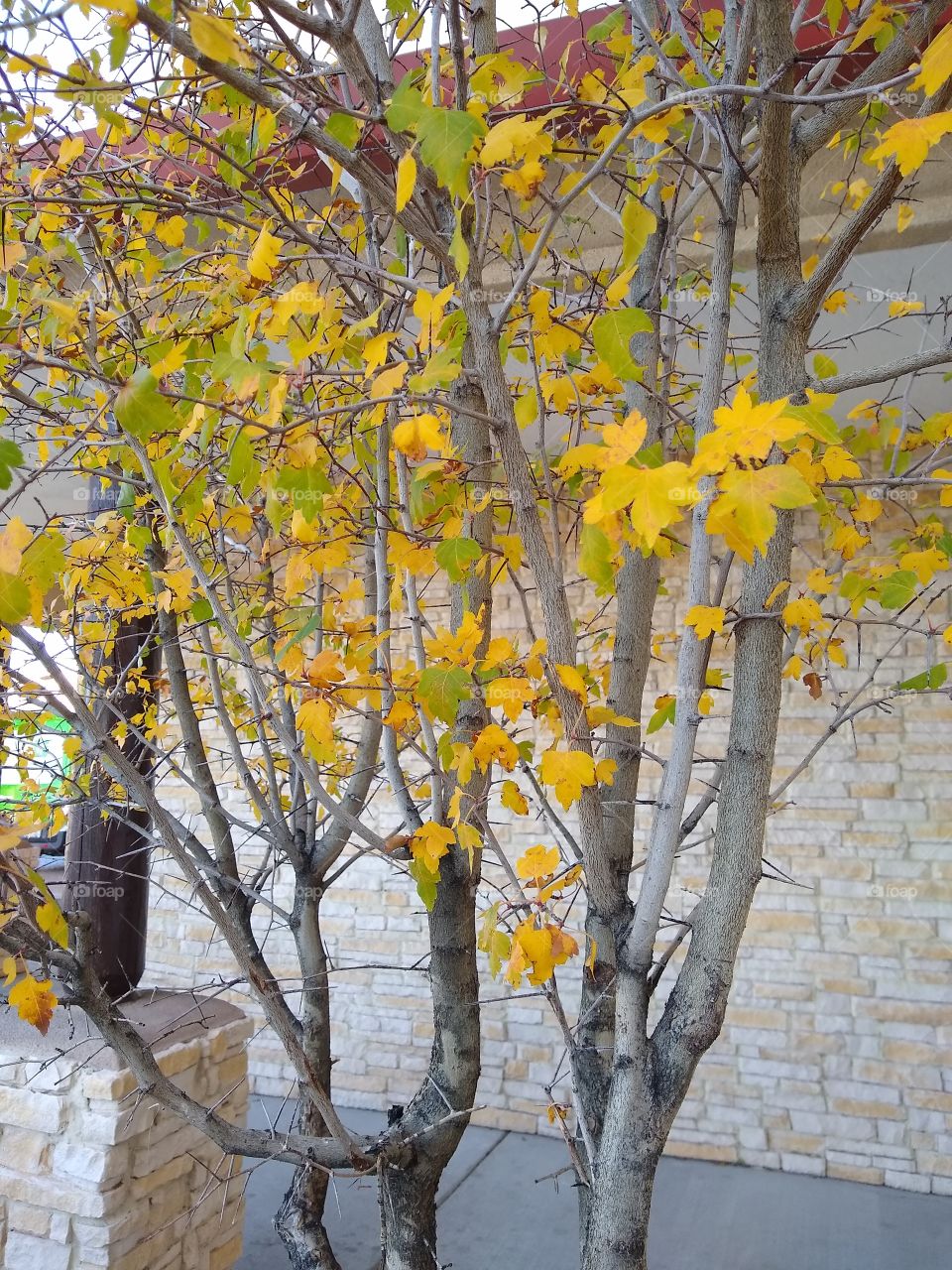 tree leaves in the fall