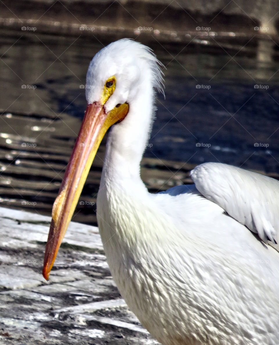 Pelican