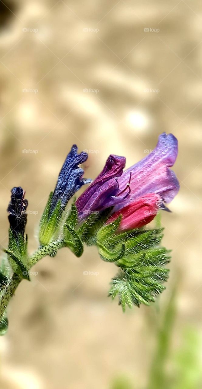 flowers and plants