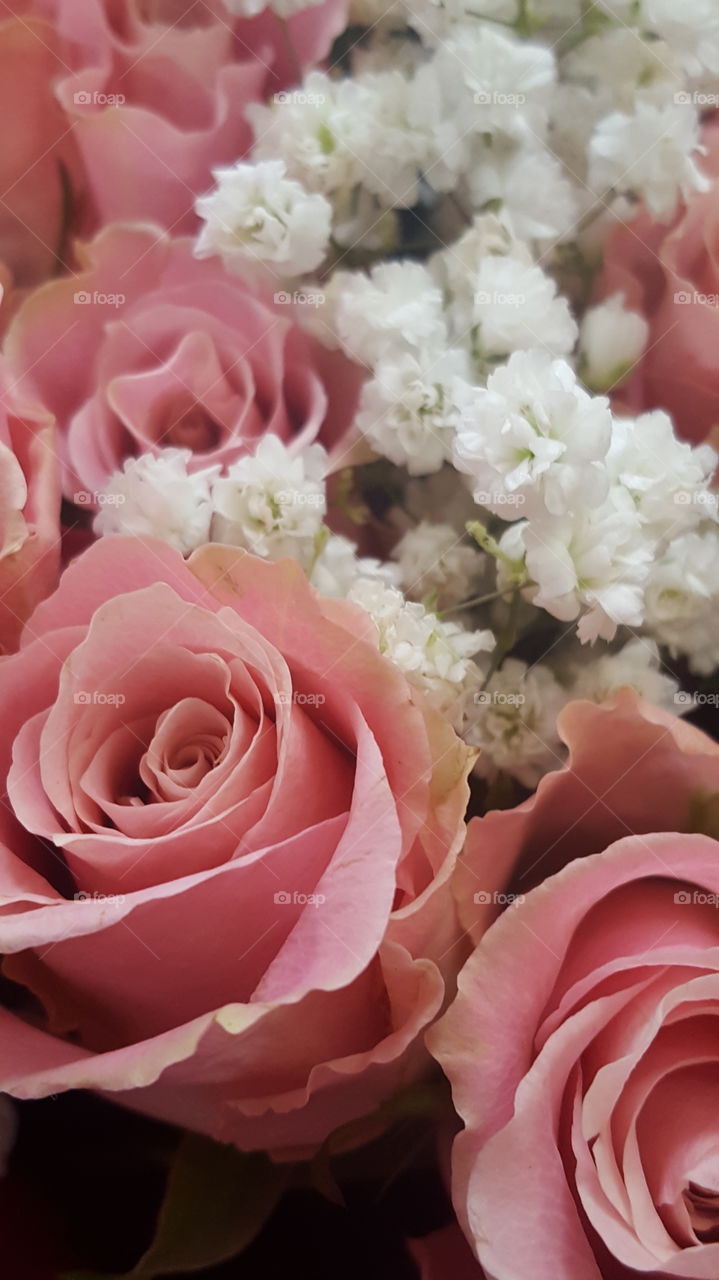 roses are pink