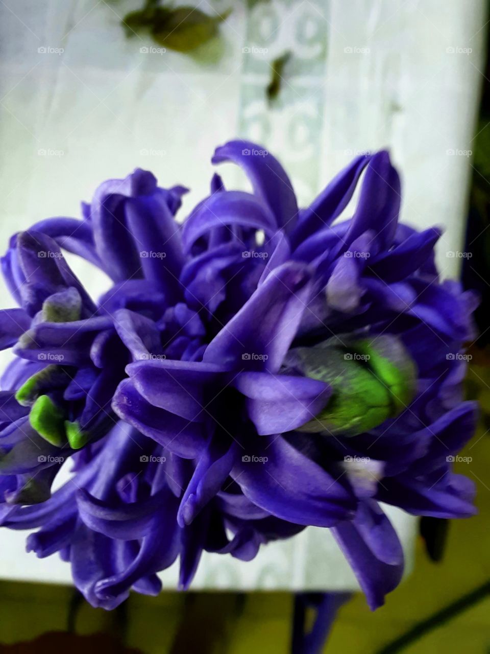 close-up  of a deep blue hyacinth in conservatory