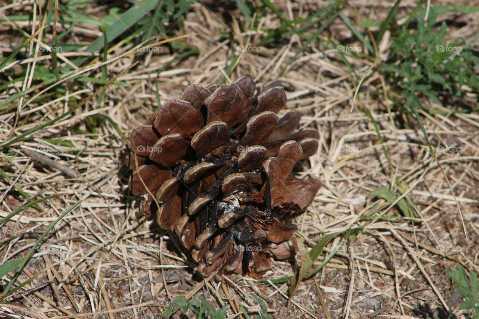 Pine cone