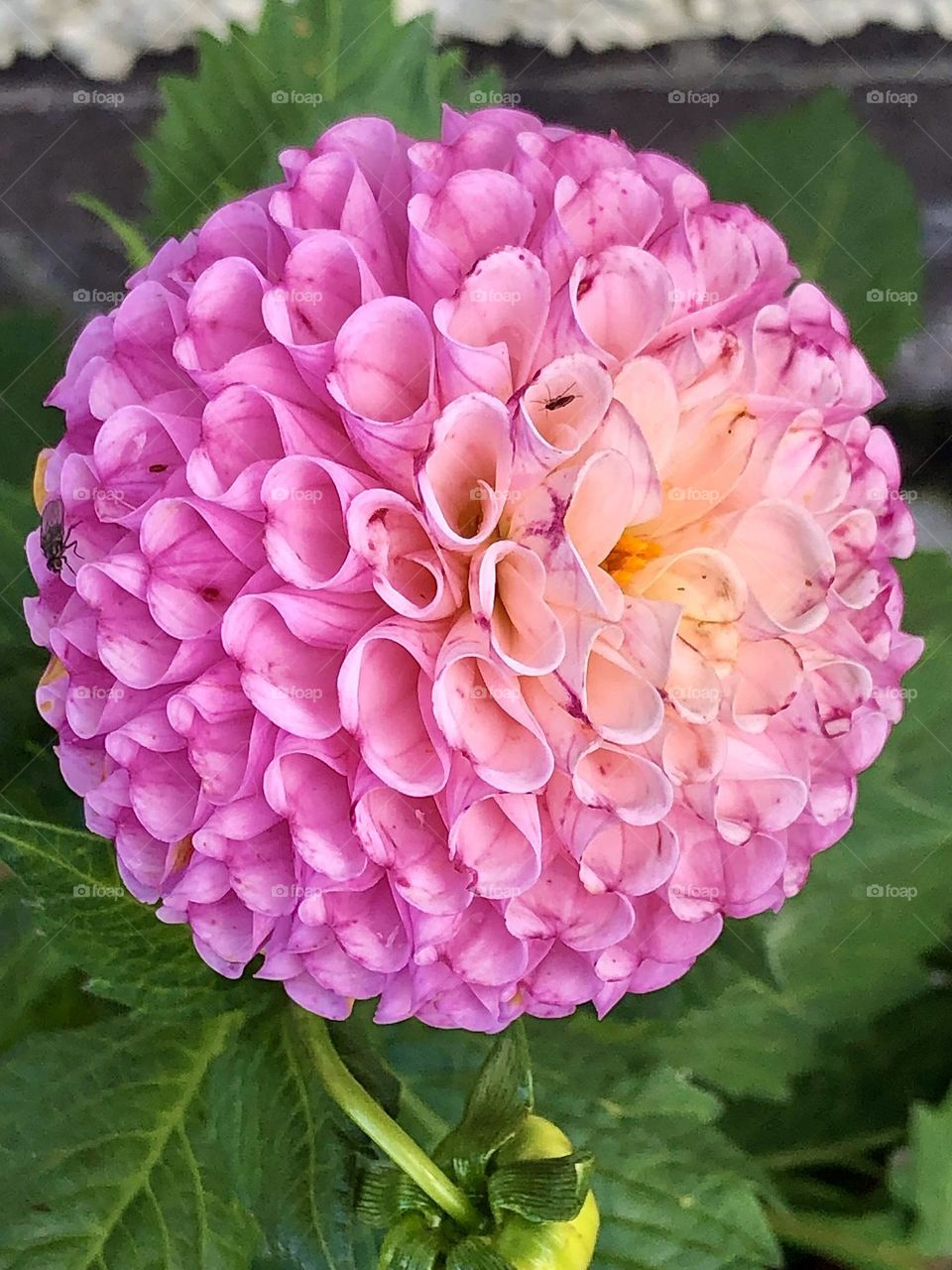 Dahlia