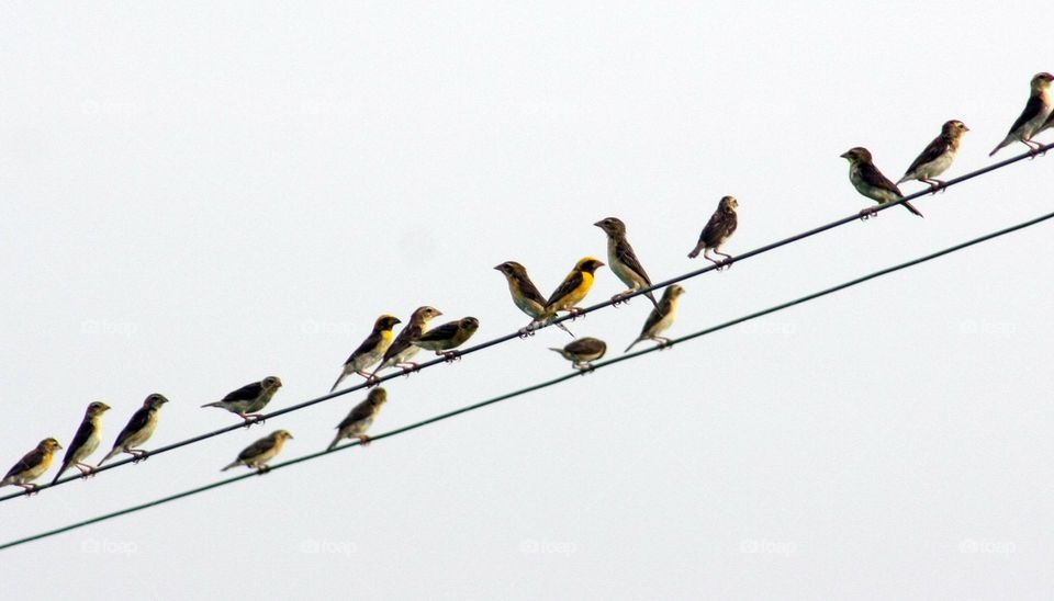 special types of birds and nature