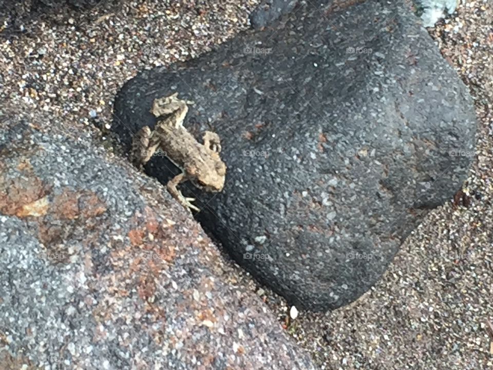 In the rocks. Frog hopping around in the rocks of a stream bed