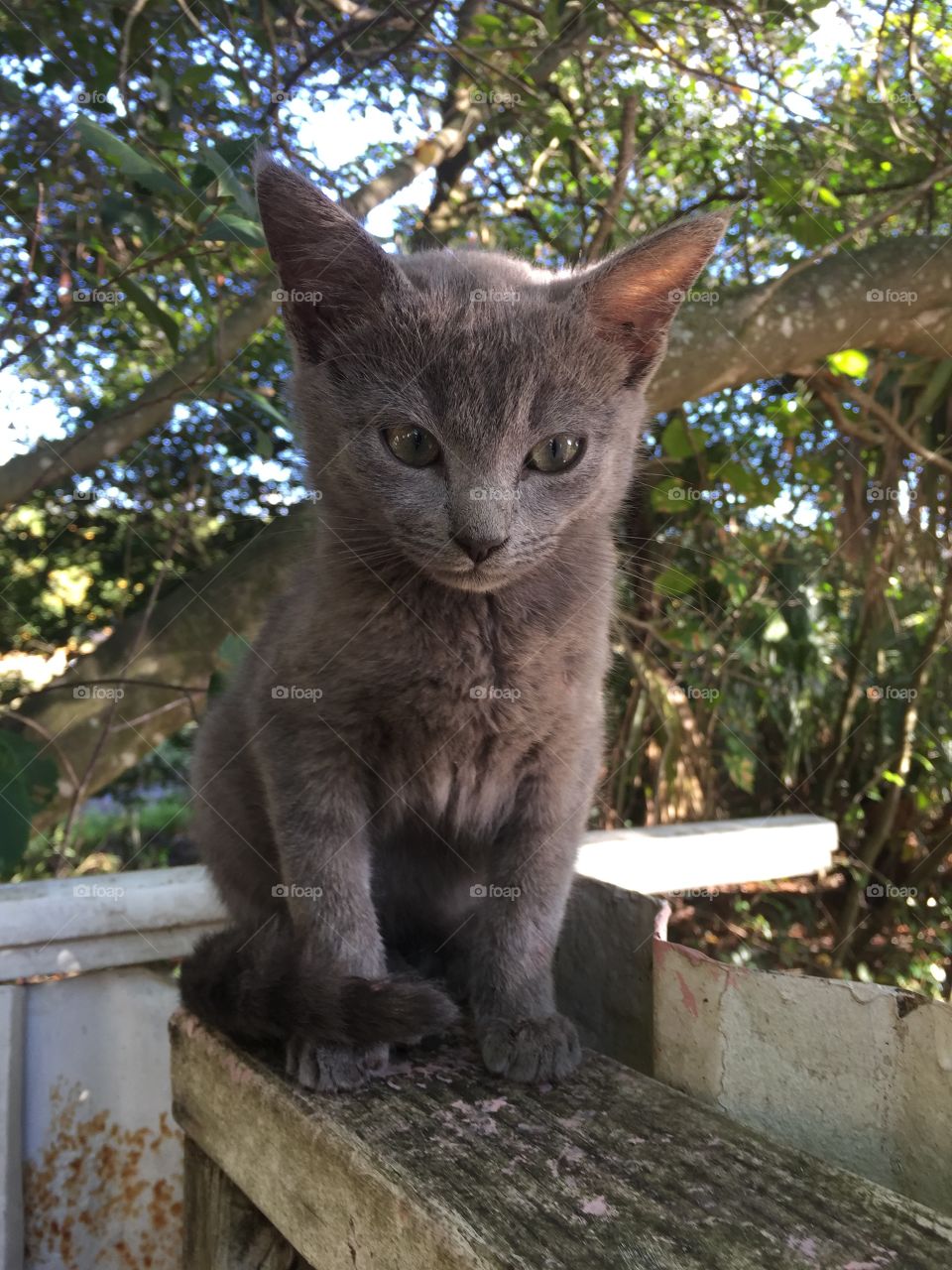 Grey Kitten sitting on fence