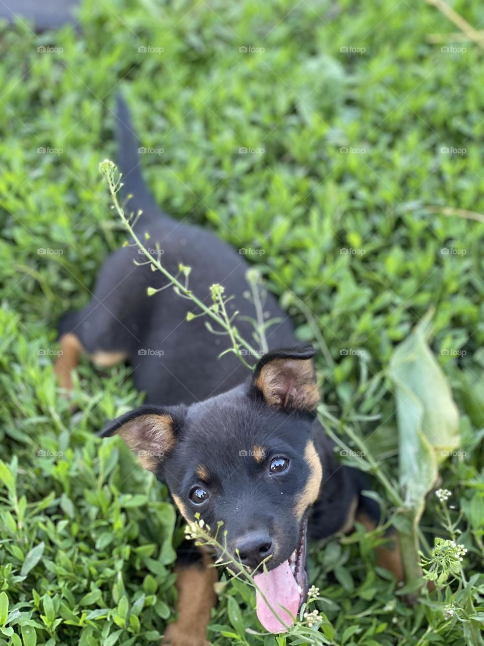 a black dog catches a flower with its mouth on green grass in summer