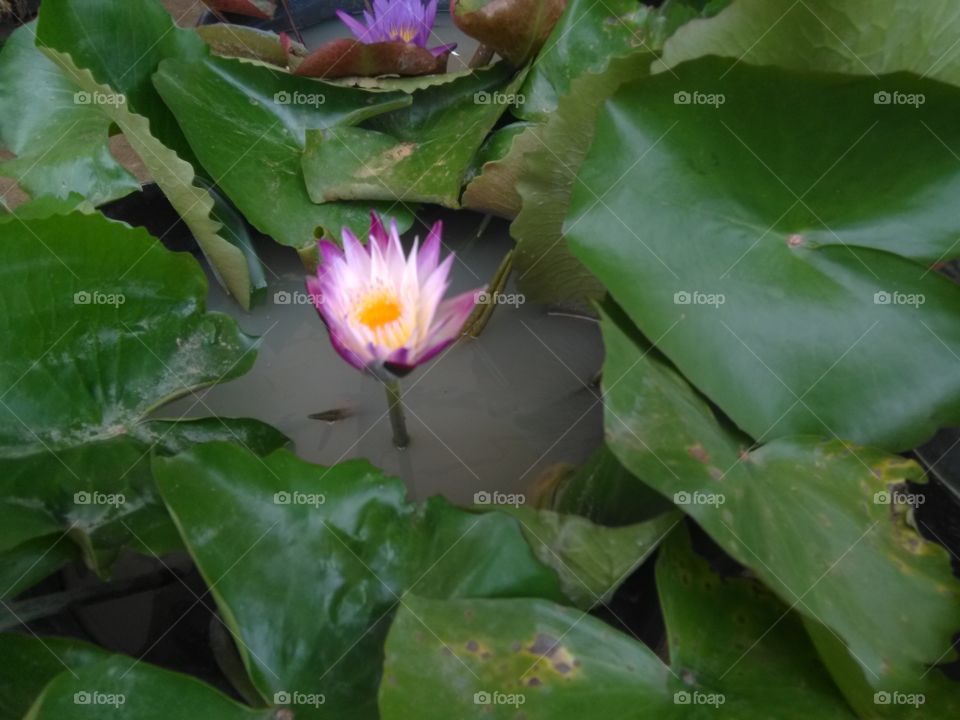 lotus