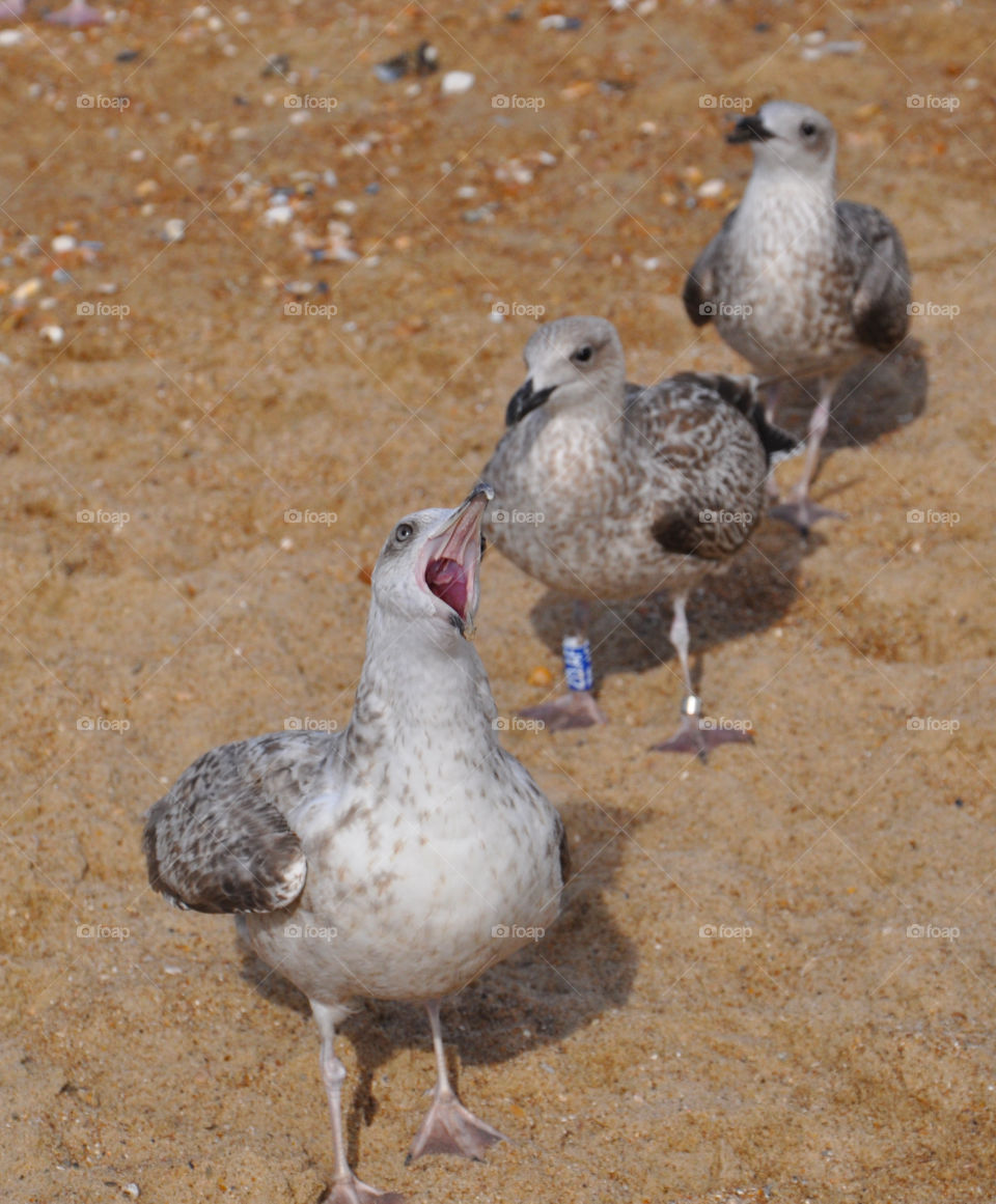 seagulls on the beach