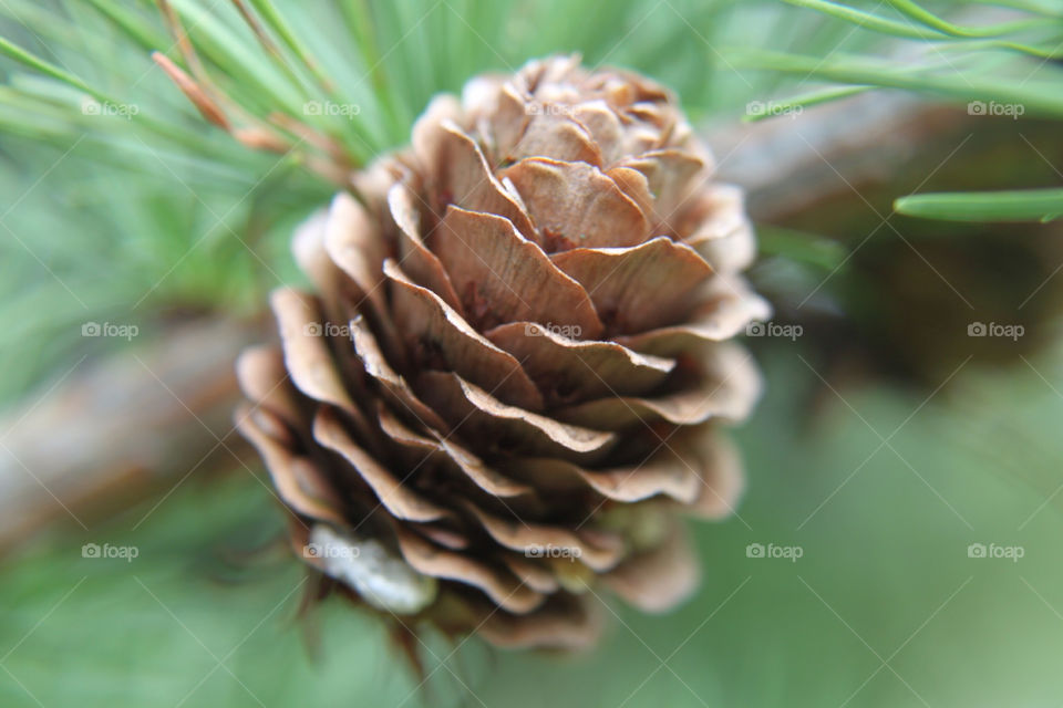 macro tree wallnut firconeb by sicksaint77
