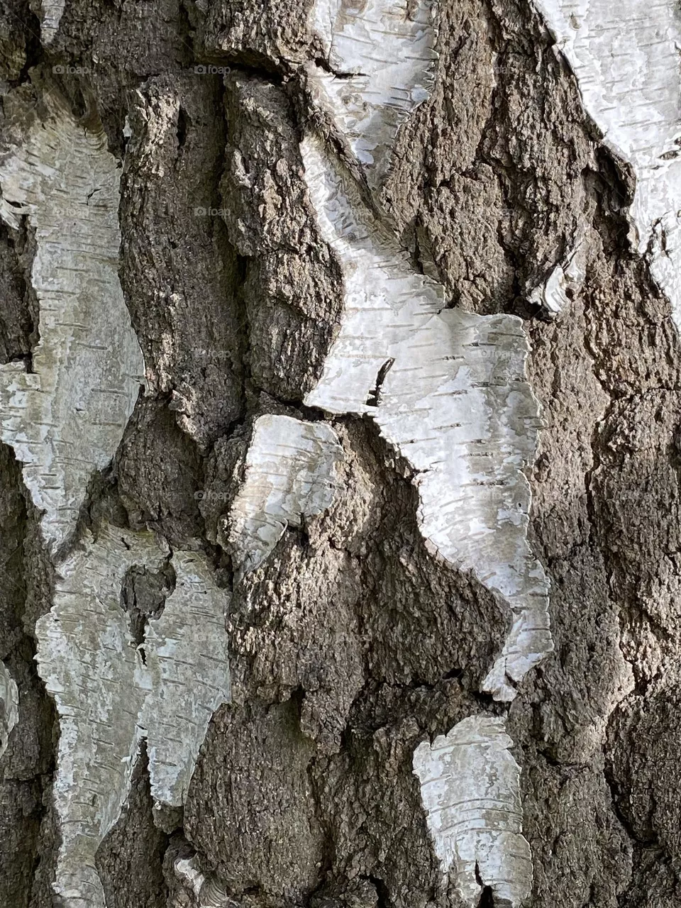 Birke, Ausschnitt des Stammes