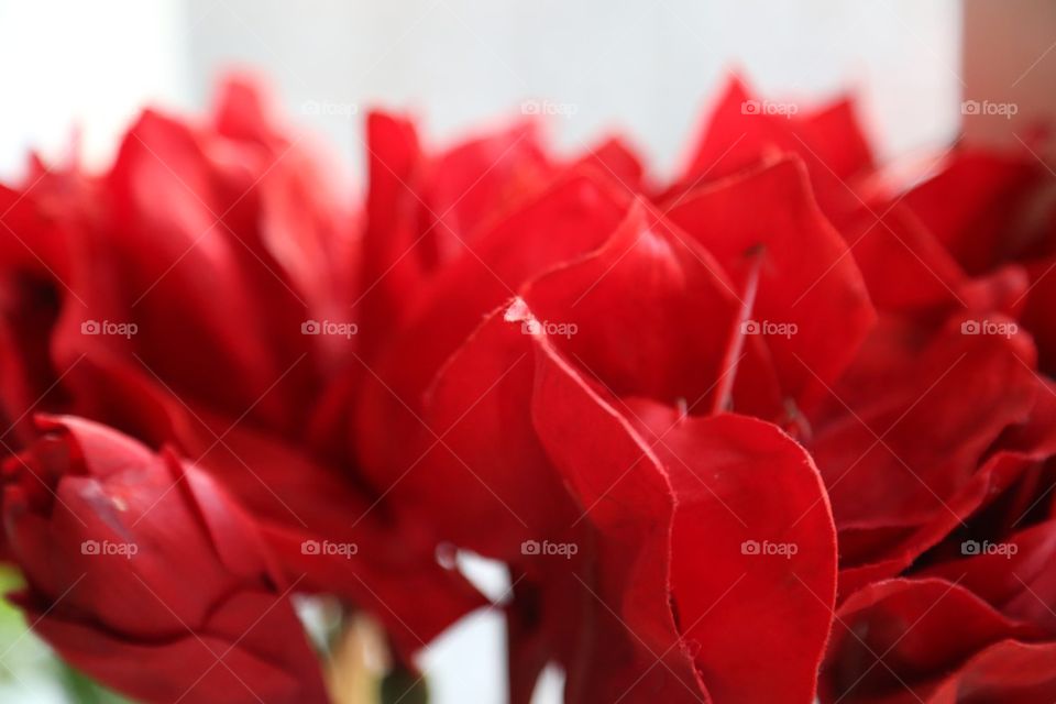 Red flowers