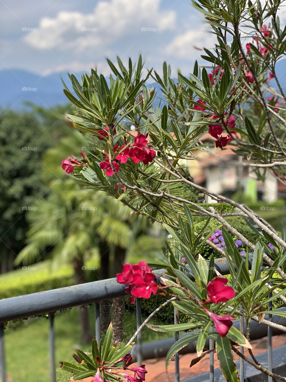 Pink flowers and mountains