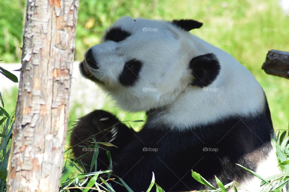 Giant panda looking over it’s shoulder 